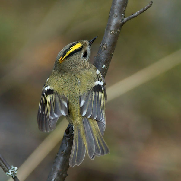 Hippiäinen, Goldcrest, Regulus regulus
